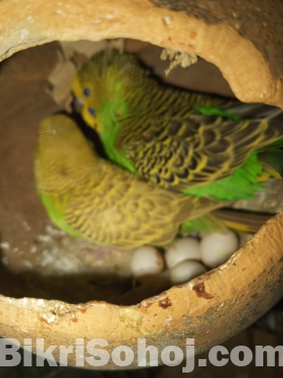 ডিম বাচ্চাসহ রানিং পাখি